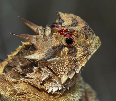 Defense Mechanisms - The Horned Lizard