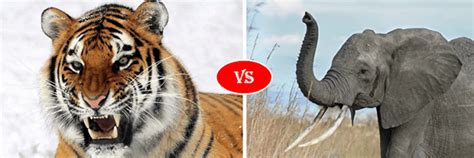 African elephant vs. Siberian tiger fight comparison- who will win?