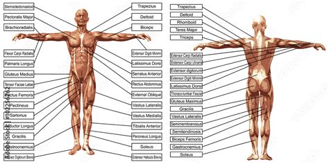 Vector 3D man muscle anatomy with text isolated Stock Vector | Adobe Stock