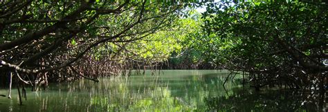 Estuaries - The Cradle of the Ocean