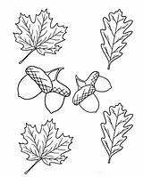 Fall Leaves And Acorns Coloring Page sketch template