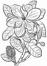 Coloring pages Magnolia Printable For Kids & Adults Free To Download sketch template