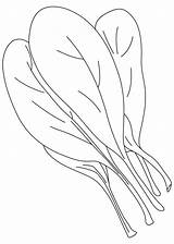 Spinach Leaf  Vegetable Coloring Pages Pinterest Kids Net sketch template