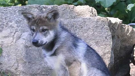 Mexican gray wolf pups born at Brookfield Zoo released into wild ...