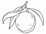 Drawing Nectarine Coloring Page  Free Printable Pages sketch template