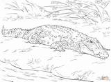 Realistic Australian Saltwater Crocodile coloring page  Free Printable sketch template