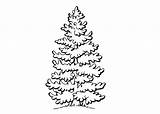 Realistic Pine Tree Coloring Page Pages sketch template