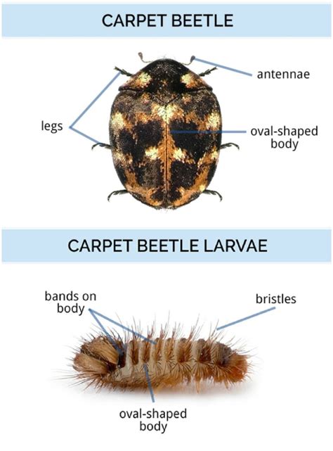 How To Get Rid Of Carpet Beetle Larvae Naturally Uk | www.resnooze.com