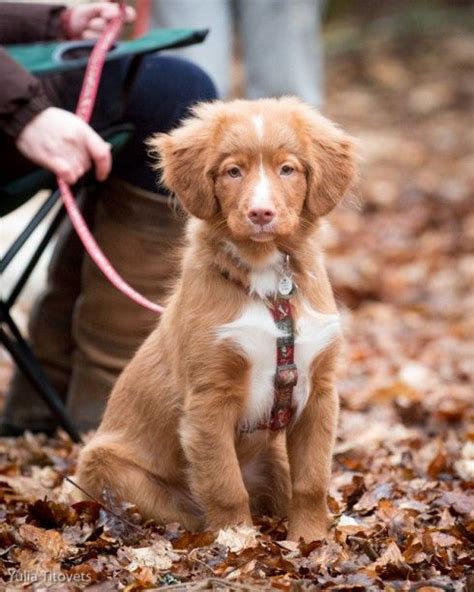 Nova Scotia Duck Tolling Retriever Archives - Page 13 of 71 - Four ...