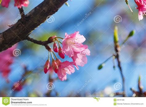 Pink Flowers,Prunus Cerasoides, Wild Himalayan Cherry Stock Photo ...