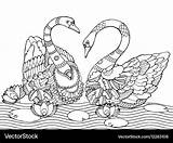 Swan coloring Book For Adults Royalty Free Vector Image sketch template