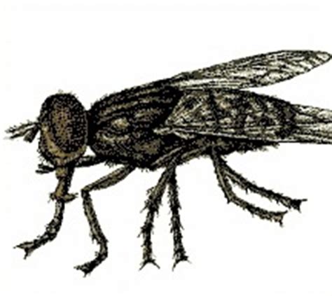 Flies: pictures, information, classification and more