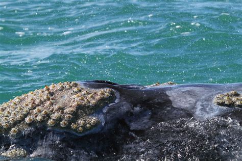 Close-up of Barnacle and Lice | The barnacles on a Grey Whal… | Flickr