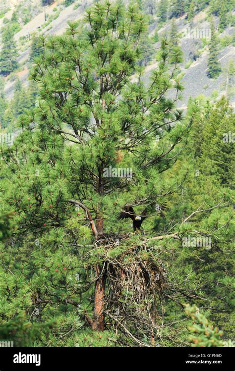 Bald eagle nest hi-res stock photography and images - Alamy