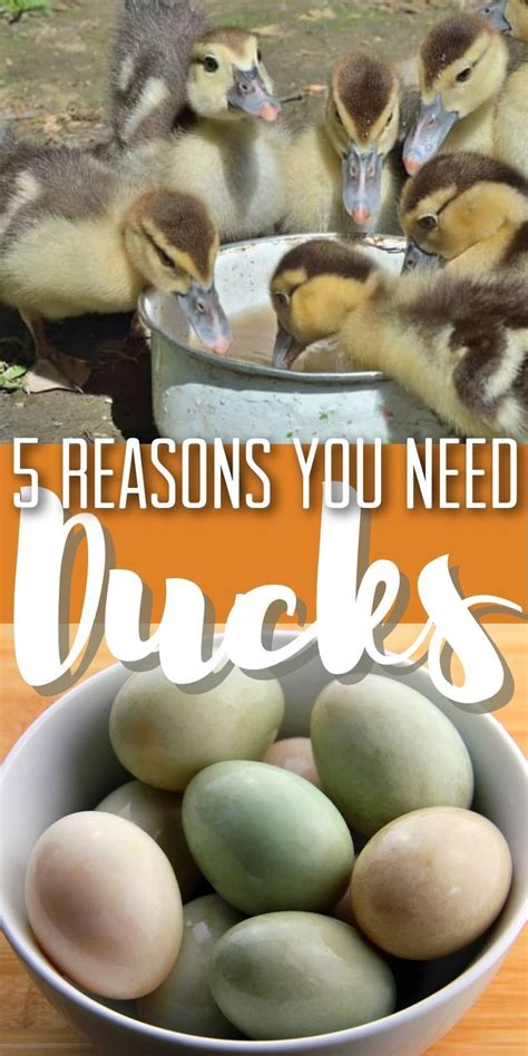 Raising Ducks for Eggs (Plus Four More Reasons to Keep Ducks)