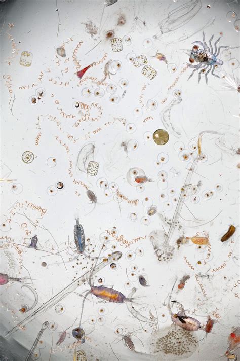 Life in a drop of seawater. By David Liittschwager Science Art, Science ...