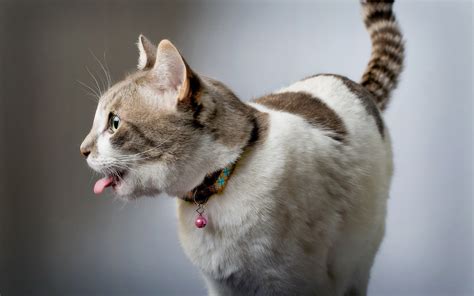 Wallpaper Funny cat, tongue, house 2560x1600 HD Picture, Image