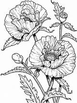 Coloring Poppies Sketch Page sketch template
