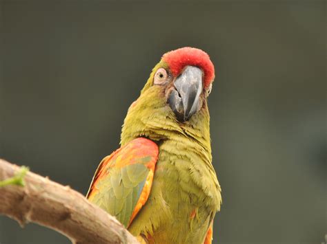 The Online Zoo - Red-fronted Macaw