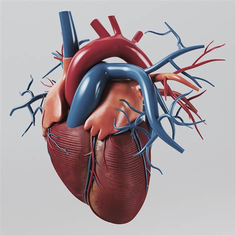 human heart - internal anatomy 3d model