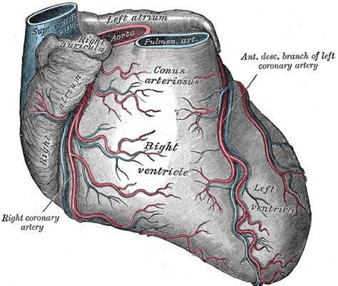Sinuatrial nodal artery - wikidoc
