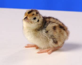 Ringneck Pheasant Chicks for Sale | Cackle Hatchery