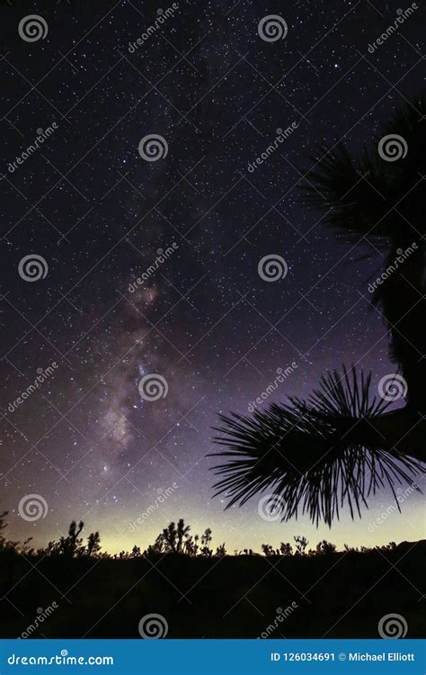 Joshua Tree Against Dark Sky Background Stock Image - Image of milky ...