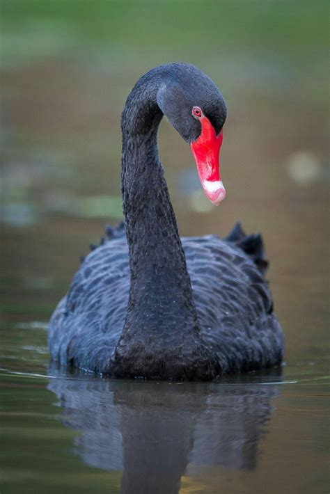 Black Swan #bird #nature #wild #animal #swan #BlackSwan #Canon #1Dx ...