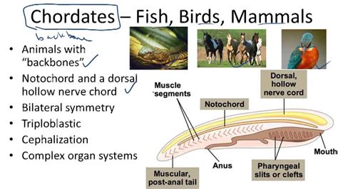 Phylum Chordata Examples