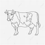 Coloring Sapi Mewarnai Krowa Gambar Kuh Vacas Vaca Kolorowanki Cows  sketch template
