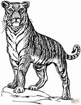 Dibujo De Tigre Para Colorear  Dibujos Imprimir Gratis sketch template