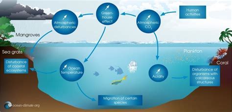 This is how climate change is impacting the ocean – and what we can do about it – The European ...