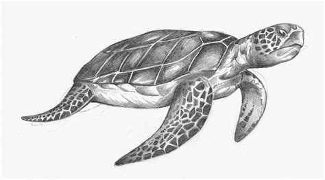 sea turtle drawings | ... the sea turtle came out to draw these animals i had to research mainly ...