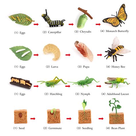 Volnau Animal Figurines Toys Set 16PCS Life Cycle Toys Plant Locust Butterfly Caterpillars Bee ...