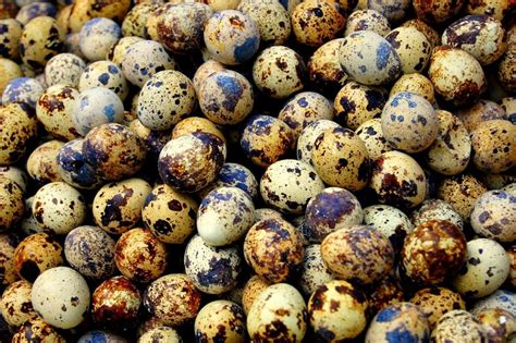 Quail Eggs - Do They Really Live Up To The Hype Or Not?
