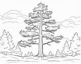 Trees Coloring Pages sketch template