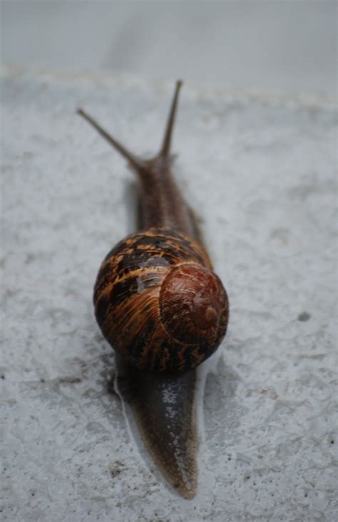 The escargot are out playing in the yard | Akitachow.com: A food site and a big dog