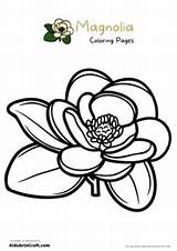 Magnolia Coloring Pages For Kids – Free Printables  Art & Craft sketch template
