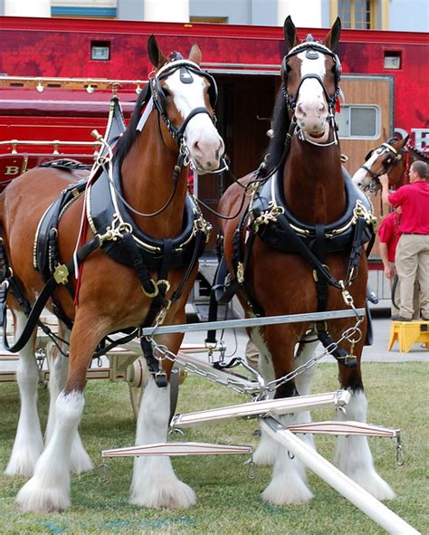 Budweiser Clydesdale Horses | Flickr - Photo Sharing!