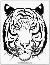 Tiger Coloring Pages  Kidsuki sketch template