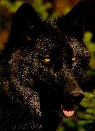 Wolves Of The World - Alexander Archipelago Wolf - Canis lupus ligoni