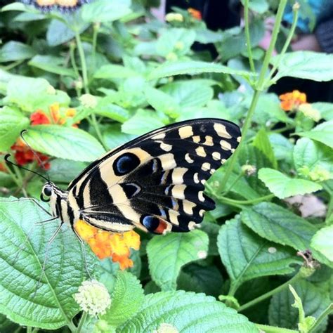 Butterfly Garden at the Museum of Science, Boston - East Cambridge - 5 tips