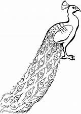 Free Peacock Coloring Pages sketch template