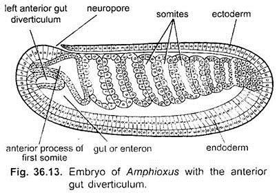 Development of Branchiostoma | Cephalochordata | Chordata | Zoology