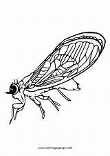 Flying Cicada Coloring Page Printable sketch template
