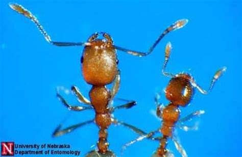 Pharaoh ant - Monomorium pharaonis (Linnaeus)