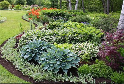 Hostas and Lambs Ears | Outdoor Plants for Your Backyard Landscaping