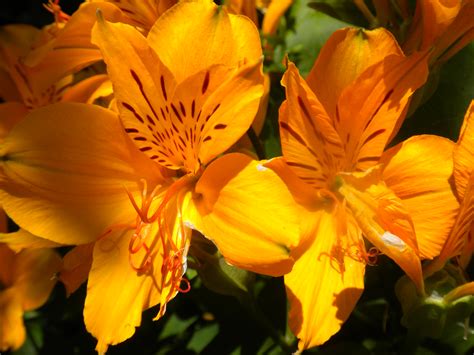 File:Orange flowers.JPG - Wikimedia Commons