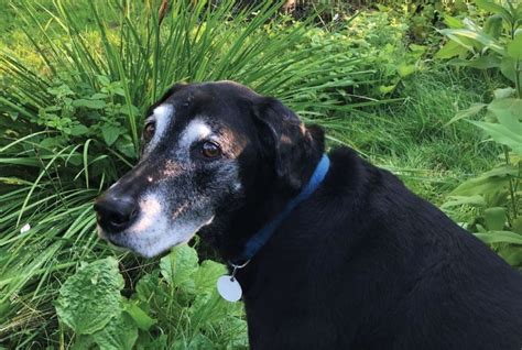 Abandoned Senior Dogs Find Love, Hope, and a Second Chance With Old Dog Haven | The Dog People ...