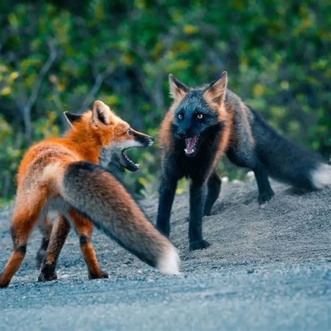 Rare melanistic fox spotted in the wild